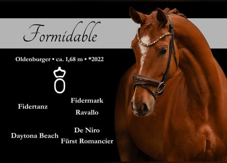 Oldenburg, Gelding, 4 years, 16.1 hh, Chestnut-Red
