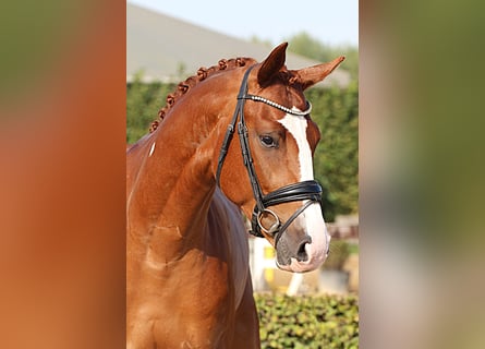 Oldenburg, Gelding, 4 years, 16.1 hh, Chestnut-Red