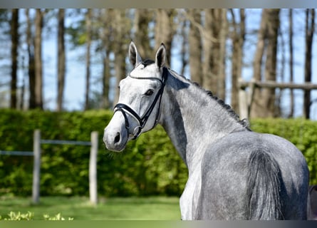 Oldenburg, Gelding, 4 years, 16.1 hh, Grey