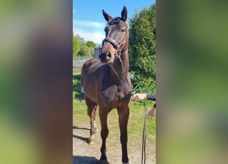 Oldenburg, Gelding, 4 years, 16.2 hh, Bay-Dark