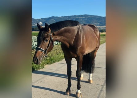 Oldenburg, Gelding, 4 years, 16.2 hh, Bay-Dark