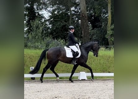 Oldenburg, Gelding, 4 years, 16,2 hh, Bay-Dark