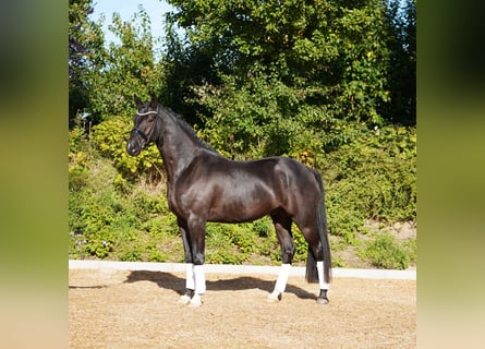 Oldenburg, Gelding, 4 years, 16.2 hh, Black