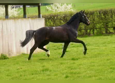 Oldenburg, Gelding, 4 years, 16.2 hh, Black