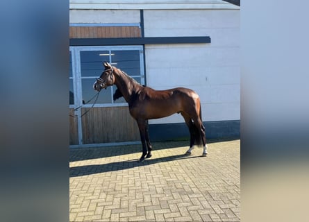 Oldenburg, Gelding, 4 years, 16.2 hh, Brown