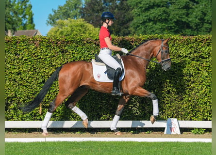 Oldenburg, Gelding, 4 years, 16,2 hh, Brown