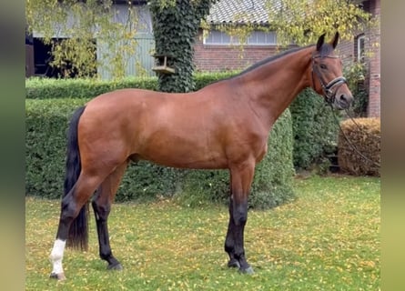 Oldenburg, Gelding, 4 years, 16.2 hh, Brown