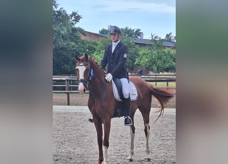 Oldenburg, Gelding, 4 years, 16.2 hh, Chestnut