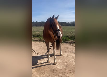 Oldenburg, Gelding, 4 years, 16.2 hh, Chestnut-Red
