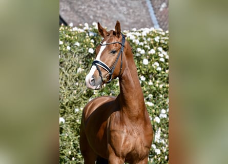 Oldenburg, Gelding, 4 years, 16.2 hh, Chestnut-Red