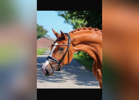 Oldenburg, Gelding, 4 years, 16,2 hh, Chestnut-Red