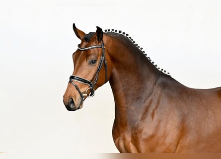 Oldenburg, Gelding, 4 years, 16.2 hh
