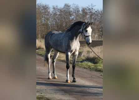 Oldenburg, Gelding, 4 years, 16.2 hh, Gray