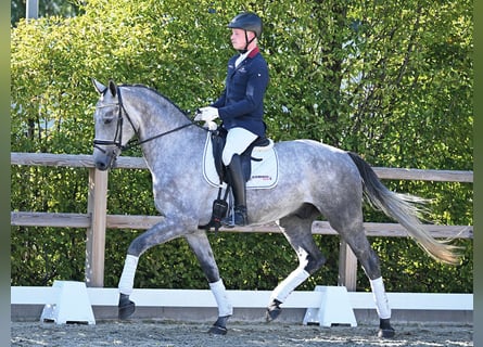 Oldenburg, Gelding, 4 years, 16.2 hh, Grey