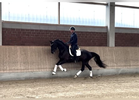 Oldenburg, Gelding, 4 years, 16.2 hh, Smoky-Black