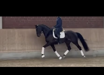 Oldenburg, Gelding, 4 years, 16.2 hh, Smoky-Black