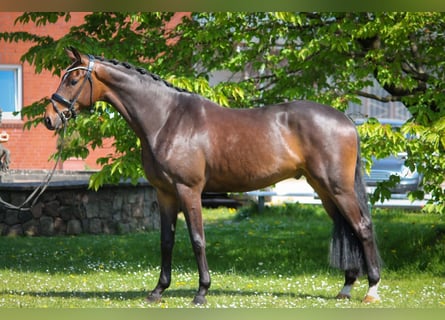 Oldenburg, Gelding, 4 years, 16.3 hh, Bay-Dark