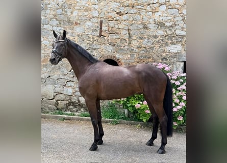 Oldenburg, Gelding, 4 years, 16.3 hh, Black