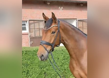 Oldenburg, Gelding, 4 years, 16.3 hh, Brown