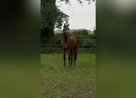 Oldenburg, Gelding, 4 years, 16,3 hh, Brown