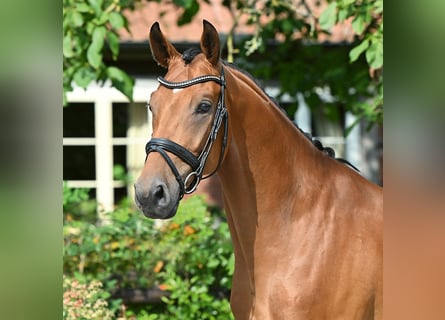 Oldenburg, Gelding, 4 years, 16 hh, Brown