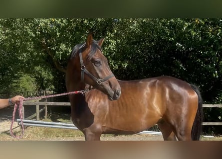 Oldenburg, Gelding, 4 years, 16 hh, Brown