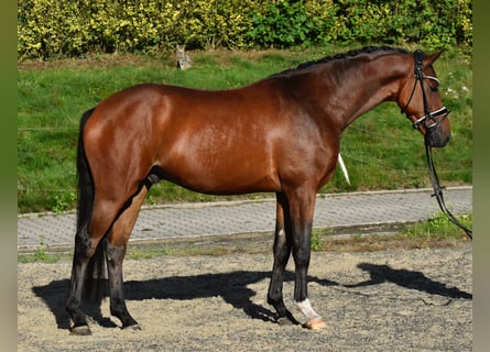 Oldenburg, Gelding, 4 years, 16 hh, Brown