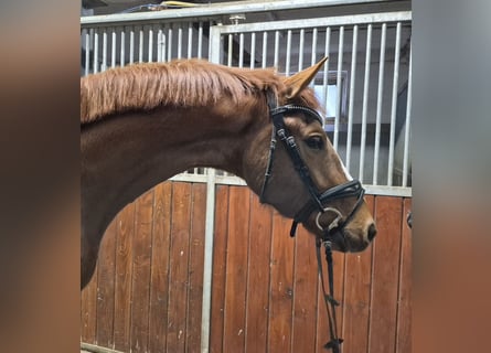 Oldenburg, Gelding, 4 years, 16 hh, Chestnut-Red