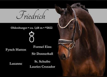 Oldenburg, Gelding, 4 years, 16,1 hh, Bay-Dark