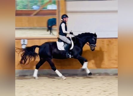 Oldenburg, Gelding, 4 years, 16,1 hh, Bay-Dark