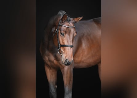 Oldenburg, Gelding, 4 years, 16,1 hh, Bay-Dark