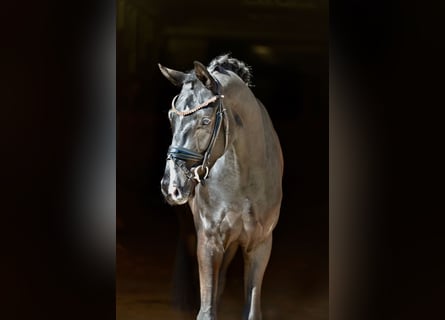 Oldenburg, Gelding, 4 years, 16,1 hh, Black