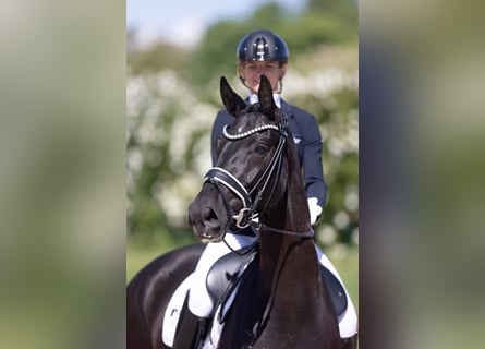 Oldenburg, Gelding, 4 years, 16,1 hh, Black