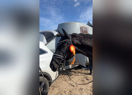 Oldenburg, Gelding, 4 years, 16,1 hh, Black