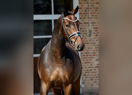 Oldenburg, Gelding, 4 years, 16,1 hh, Brown