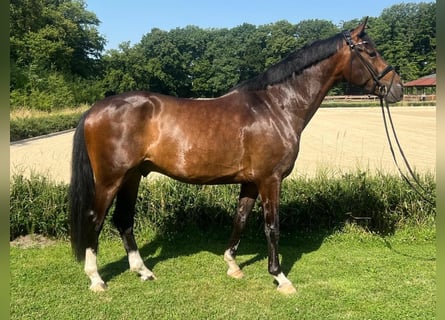 Oldenburg, Gelding, 4 years, 16,1 hh, Brown