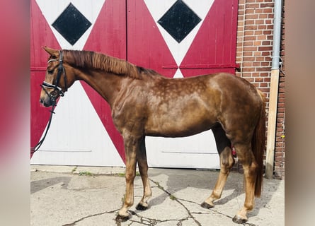 Oldenburg, Gelding, 4 years, 16,1 hh, Chestnut-Red
