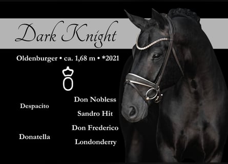 Oldenburg, Gelding, 4 years, 16,1 hh