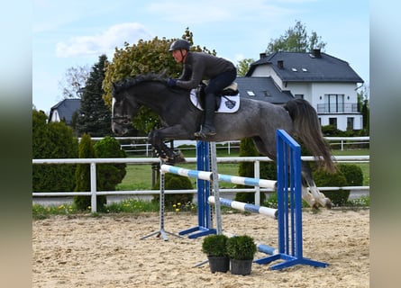 Oldenburg, Gelding, 4 years, 16,1 hh, Gray-Dapple