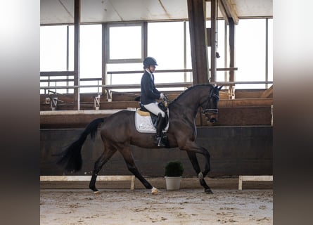 Oldenburg, Gelding, 4 years, 16,1 hh, Smoky-Black