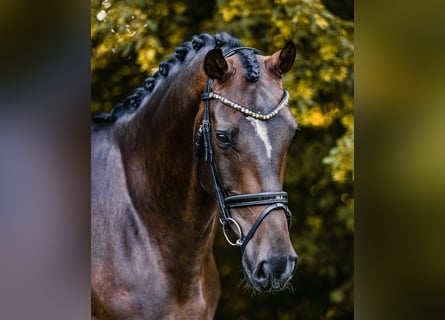 Oldenburg, Gelding, 4 years, 16,2 hh, Bay-Dark