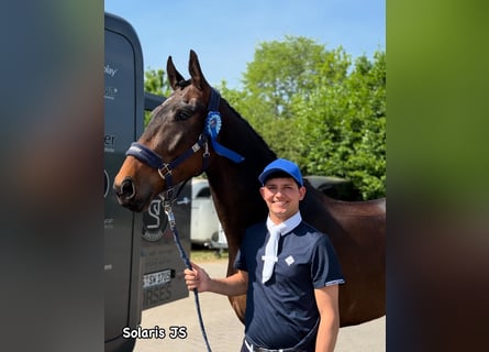 Oldenburg, Gelding, 4 years, 16,2 hh, Bay-Dark