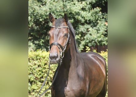 Oldenburg, Gelding, 4 years, 16,2 hh, Bay-Dark