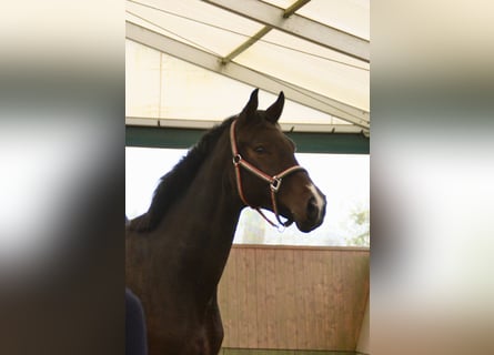 Oldenburg, Gelding, 4 years, 16,2 hh, Bay-Dark