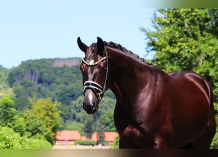 Oldenburg, Gelding, 4 years, 16,2 hh, Black