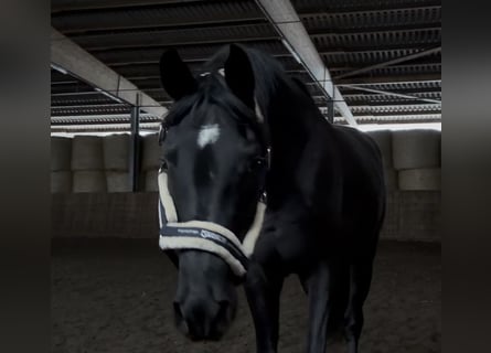 Oldenburg, Gelding, 4 years, 16,2 hh, Black