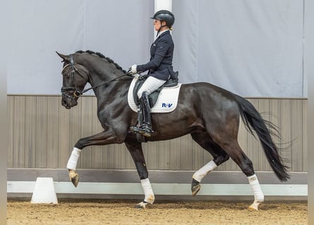 Oldenburg, Gelding, 4 years, 16,2 hh, Black