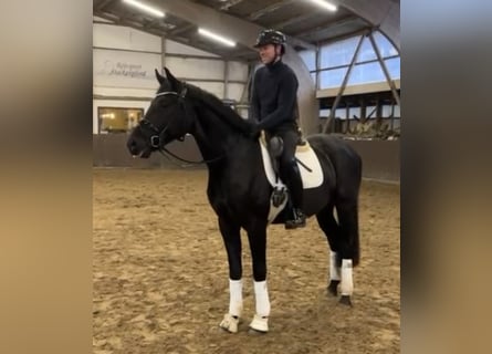Oldenburg, Gelding, 4 years, 16,2 hh, Black