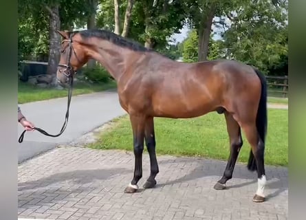 Oldenburg, Gelding, 4 years, 16,2 hh, Brown