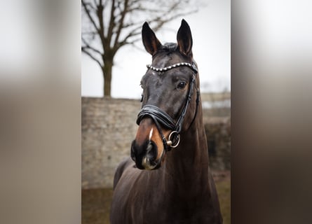 Oldenburg, Gelding, 4 years, 16,2 hh, Brown